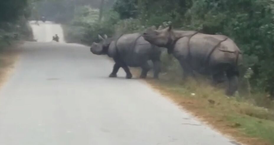 Rhino strikes terror: 1 killed in Majuli