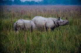 Rhino poacher dead in Pobitora 