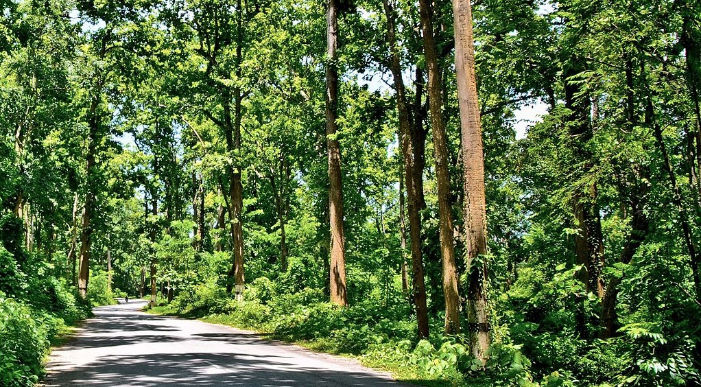 Living through forests