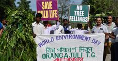 Orangajuli Tea garden celebrates World Environment Day celebration