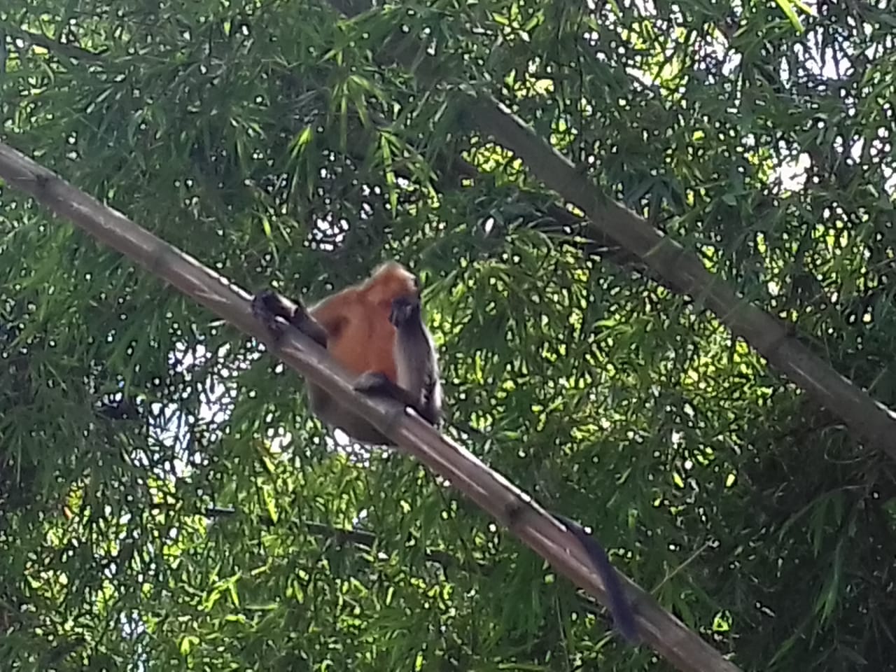 Monkey 'terror' in Shabajpur