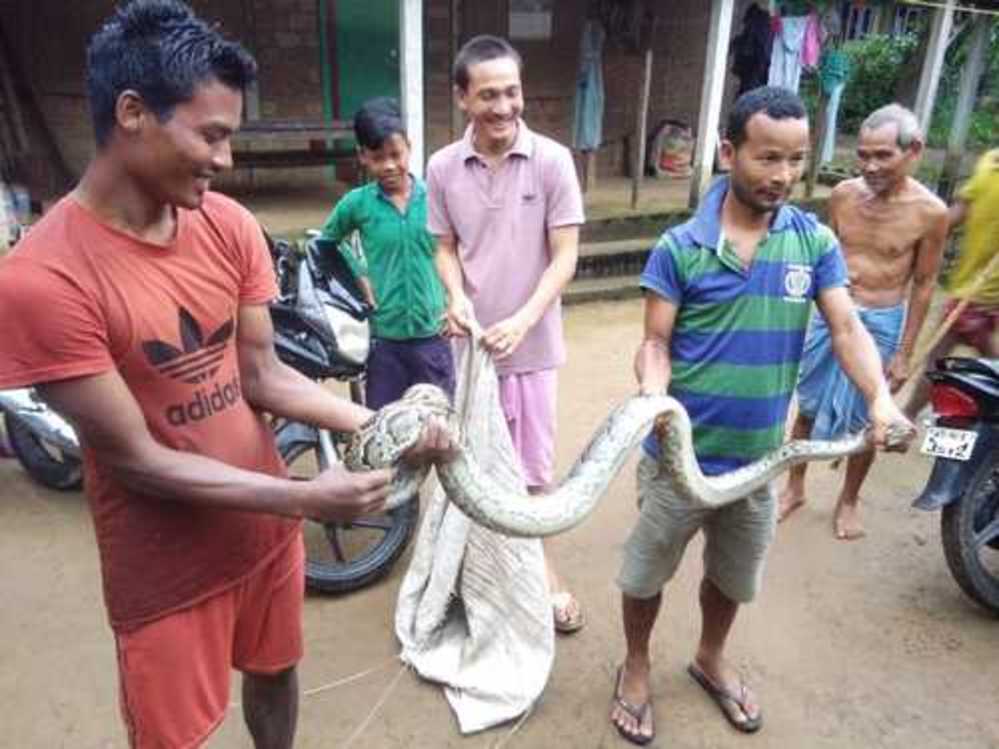 Python rescued at Sesapani Nwlwbari in Kokrajhar