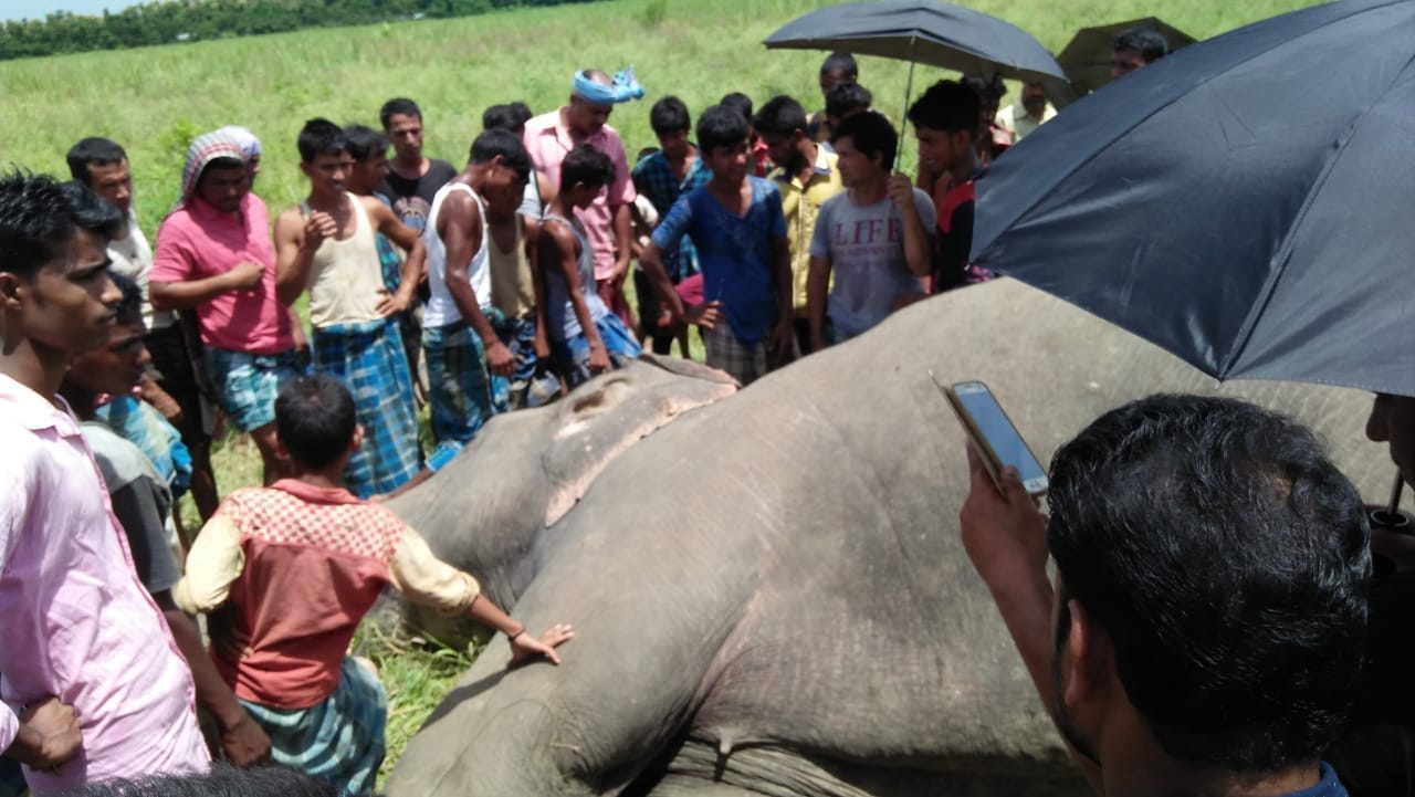 Two Wild tusker killed by lightning 
