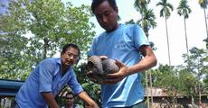 Pangolin rescued in Kokrajhar 