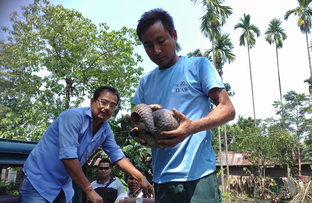 Pangolin rescued in Kokrajhar 