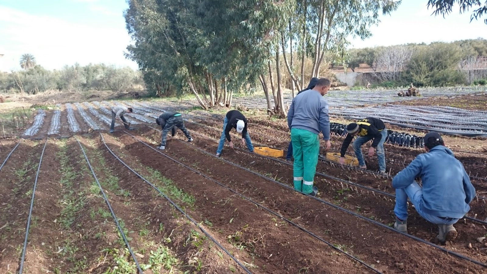 Agricultural literacy brings hope to unemployment in Morocco