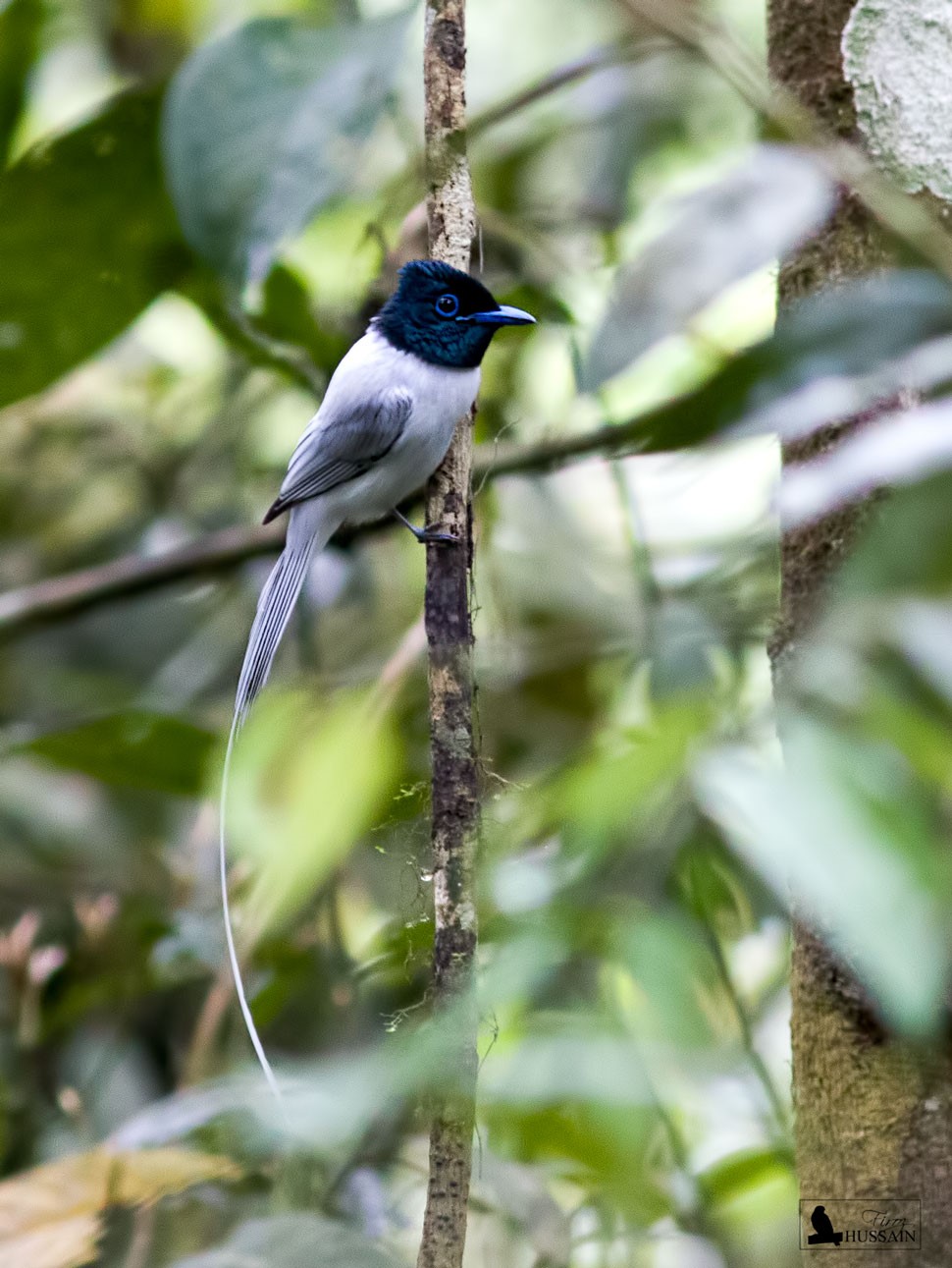 Eaglenest Bird festival, a bid to boost ecotourism in Arunachal Pradesh 