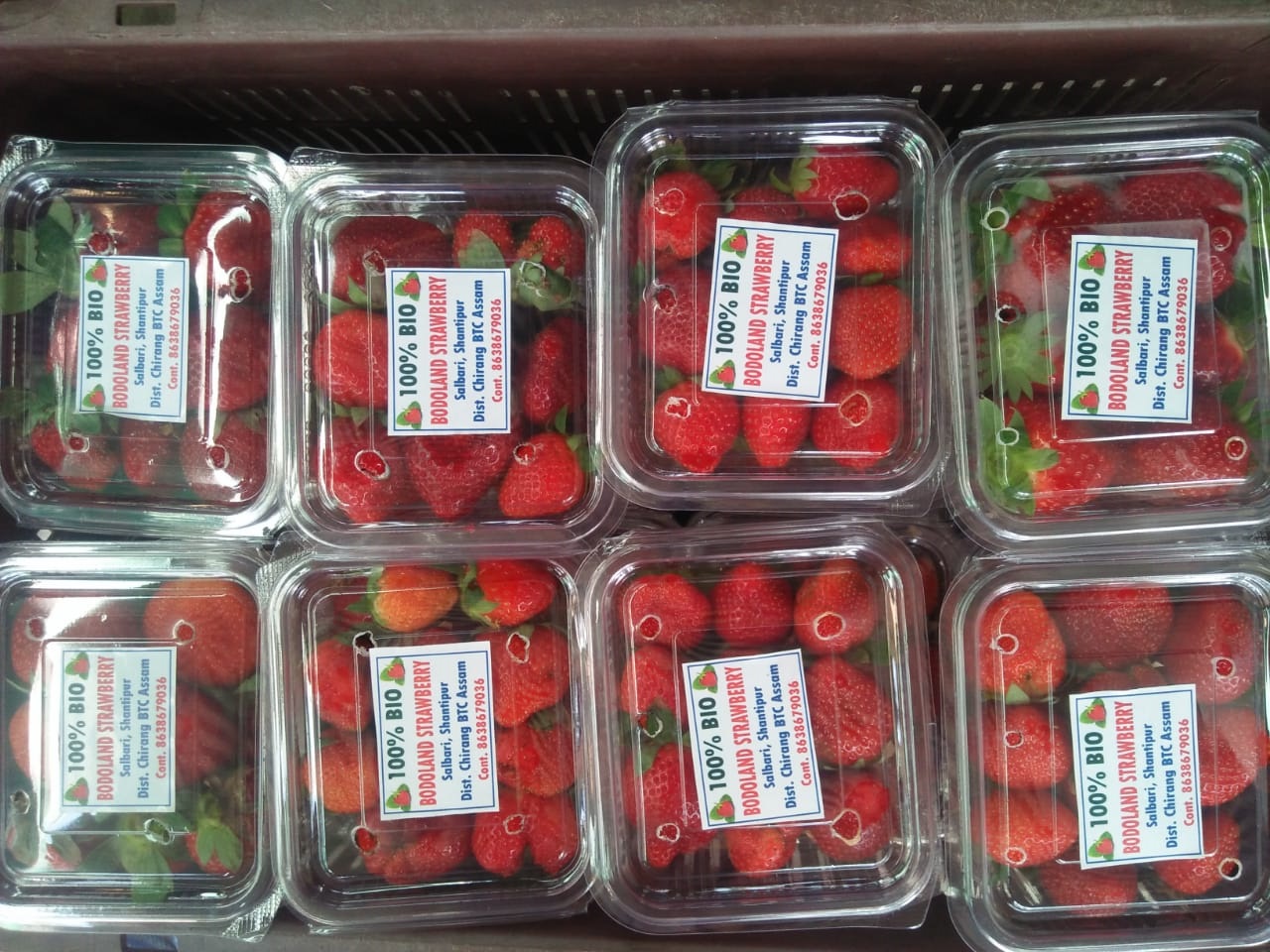 Strawberry cultivator’s hope blighted with frustration 