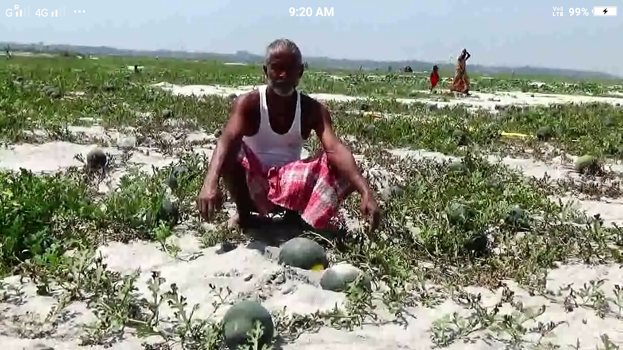 Lockdown washes away watermelon prospect