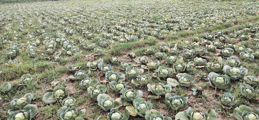 Plight of farmer's in Hojai district, acres of vegetables rotting