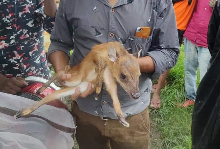 Fawn rescued
