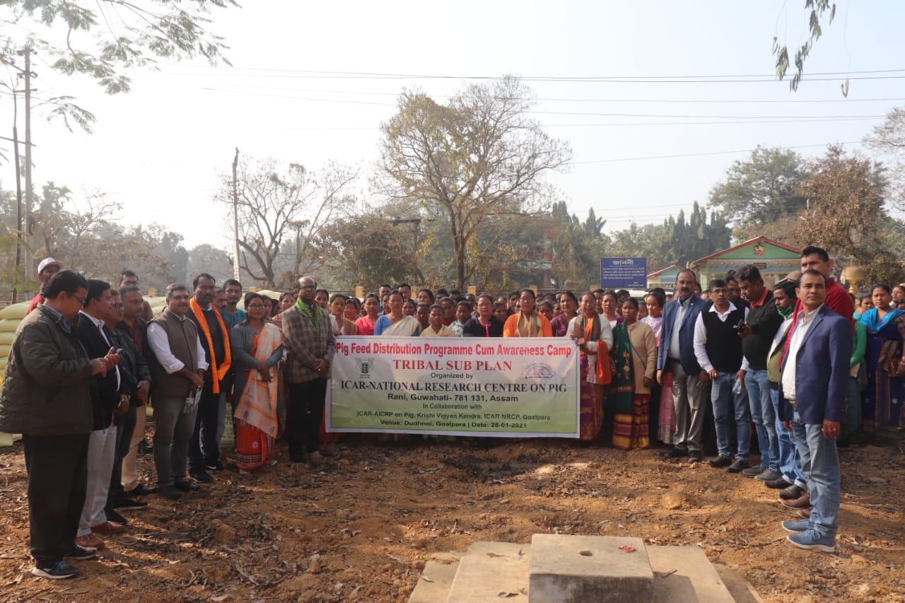 Pig feed Distribution & awarness programme held