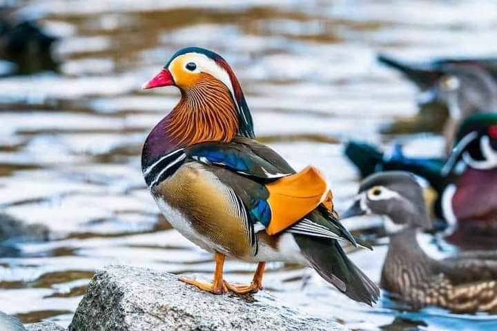 Mandarin duck spoted near Assam's Dibru Saikhowa