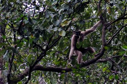 Hoolock Gibbons in Chandubi forests 