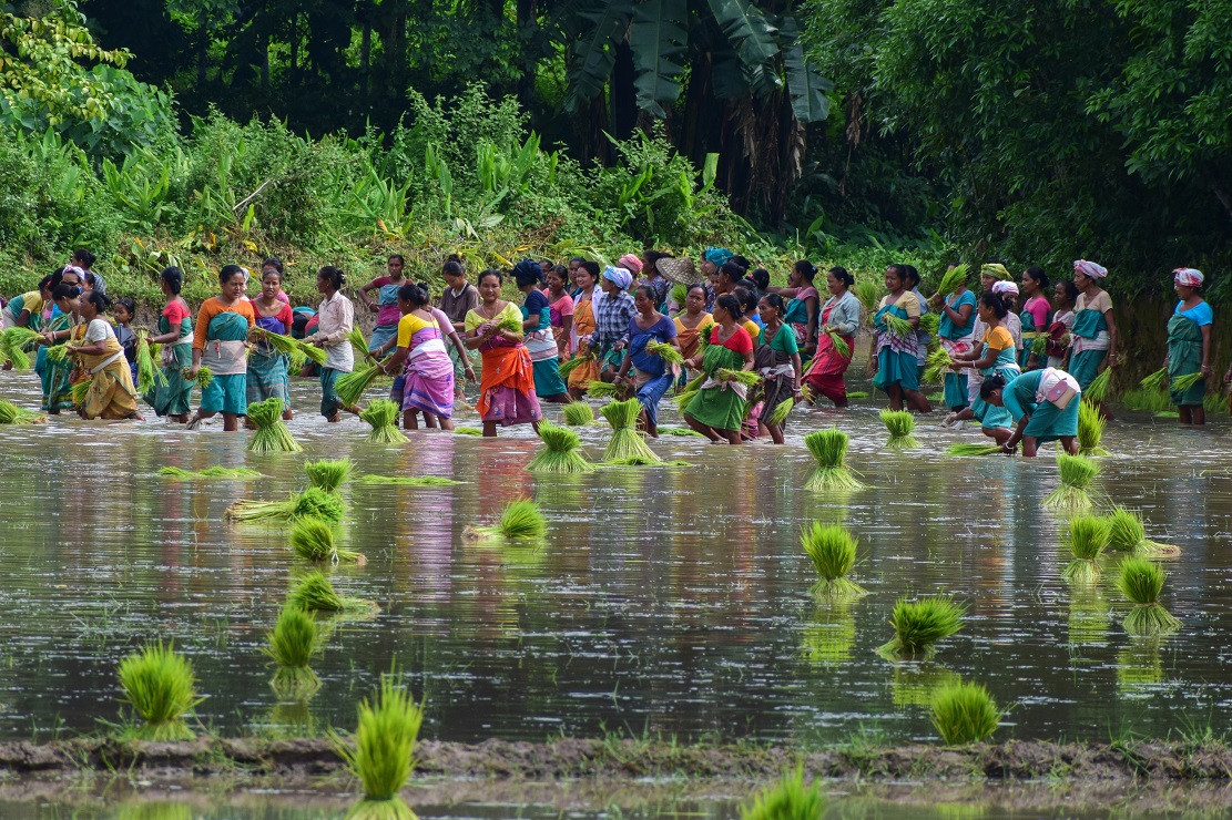 Families join forces to plant their paddy