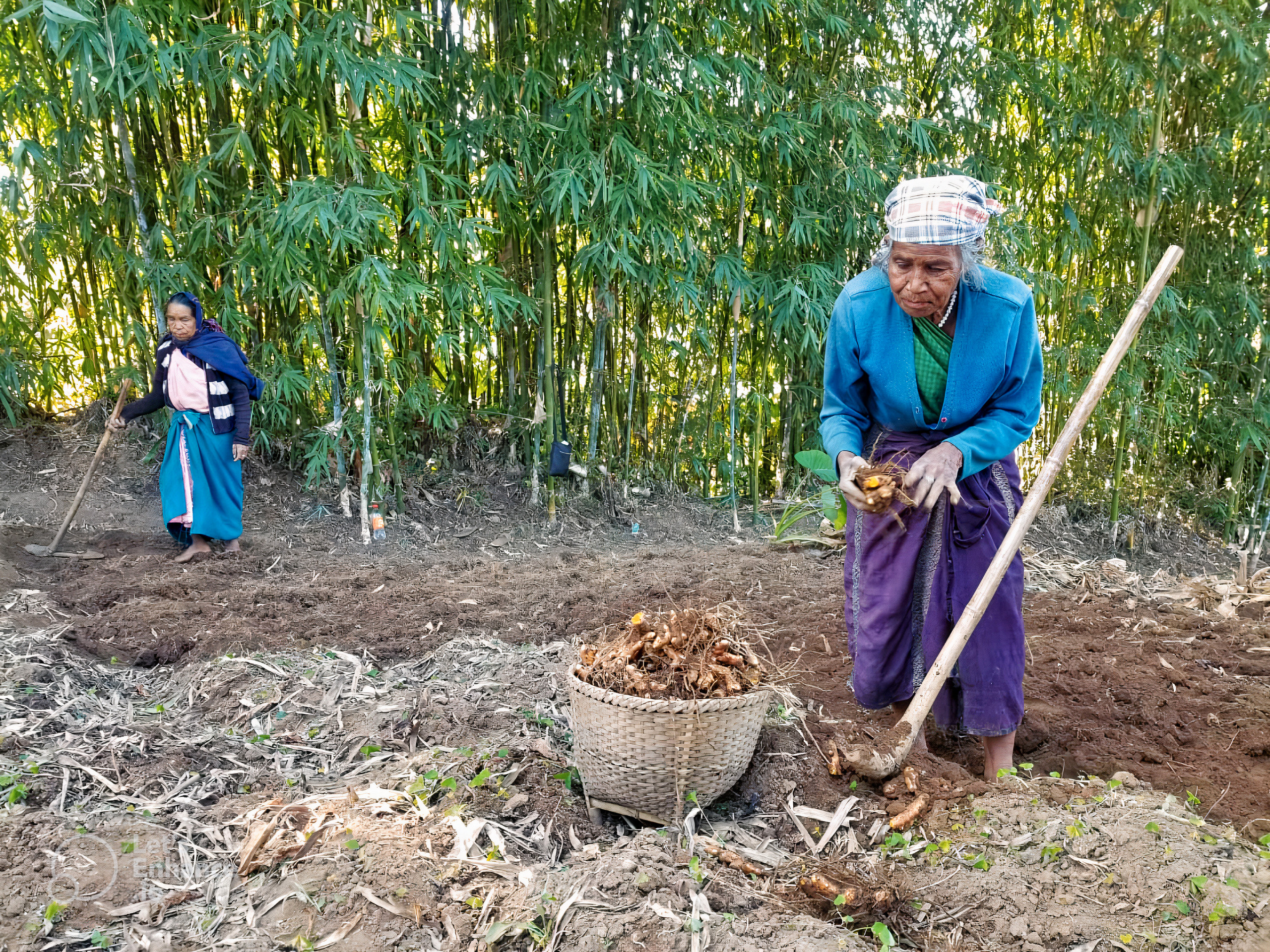 How Aranyam Naturals Transformed the Lives of Farmers in Meghalaya