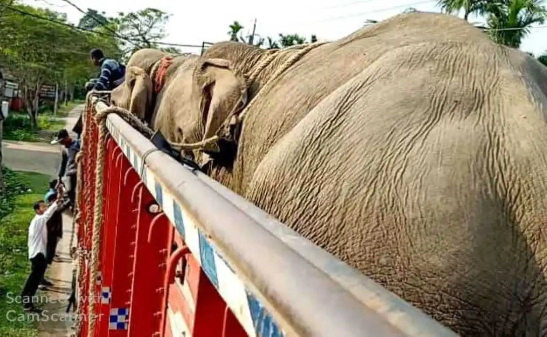 Animal Rights Groups Decry Loopholes in Captive Elephant Transfer Rules, Demand Urgent Action