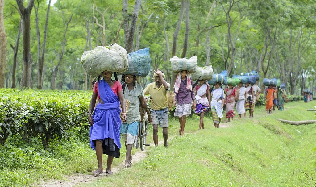 Assam's Tea Workers’ Health Crisis, with Average Body Weight Below 50 kg