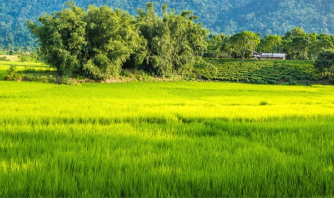 Whither is Assamese identity today