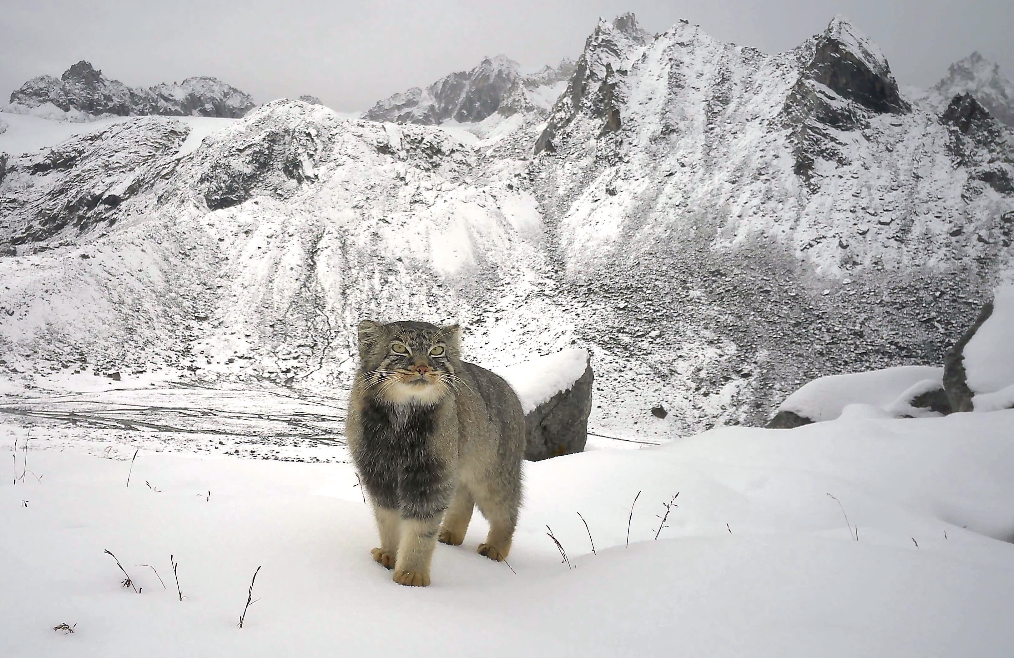Pallas’s Cat Documented for the First Time in Arunachal Pradesh