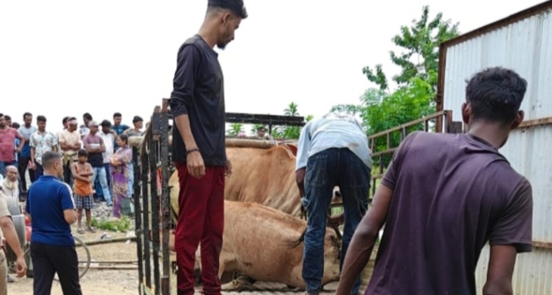 Major Crackdown on Cow Smuggling in Nazira: 9 Arrested, 13 Cattle Recovered