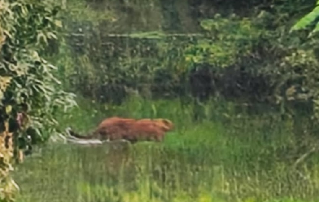 Fear Grips Nazira Villages as Tiger Roams Near Human Settlements