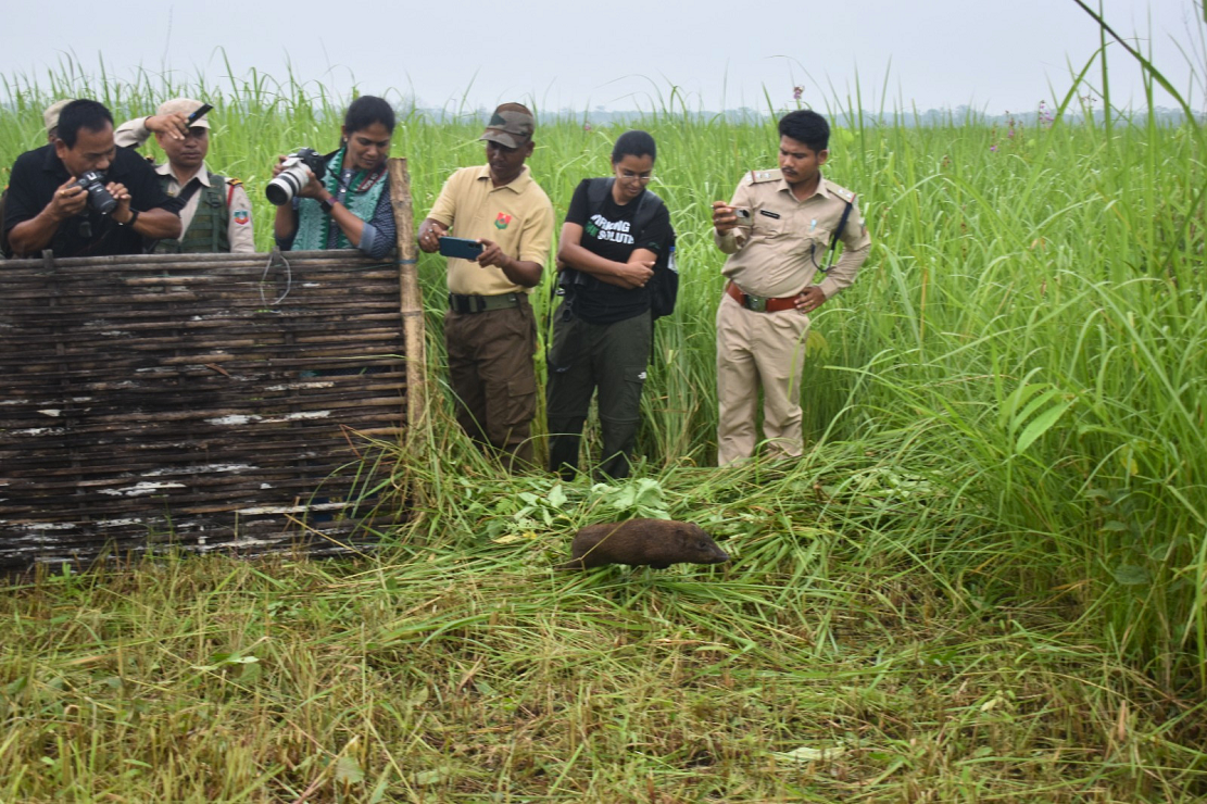 Pygmy Hogs Return Home to Manas After 30 Years