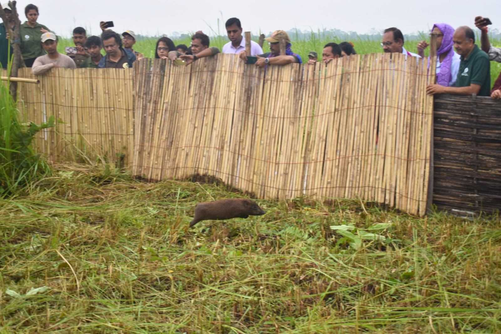 Pygmy Hogs Return Home to Manas After 30 Years