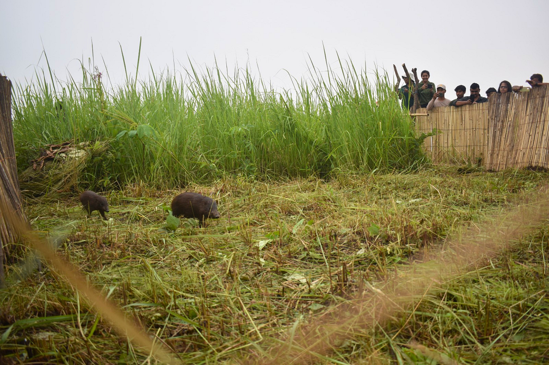 Pygmy Hogs Return Home to Manas After 30 Years