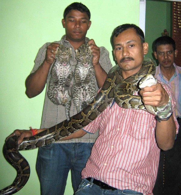 Leopard cub and python rescued