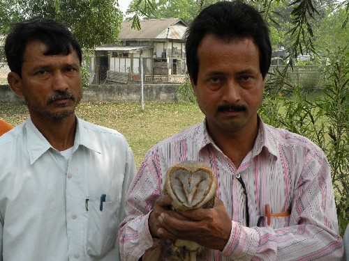 Barn owl rescued at Kalaigaon