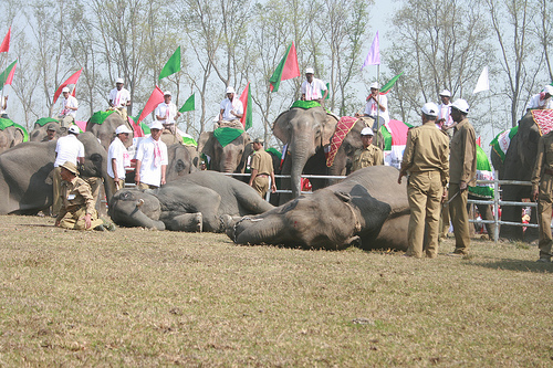Can Kaziranga make into the New 7 Wonders of the world?