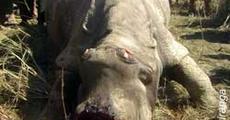 Two rhinos killed