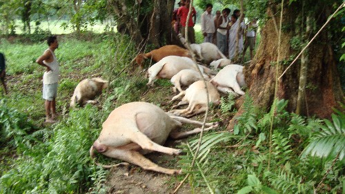 Lightning kills 16 cows  in one spot at Raha
