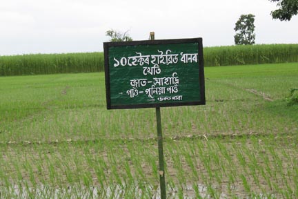 Hybrid rice cultivation in Udalguri district