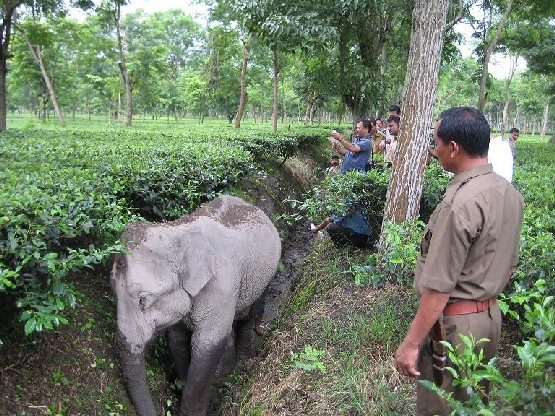 Rescued wild elephant finally gets proper treatment