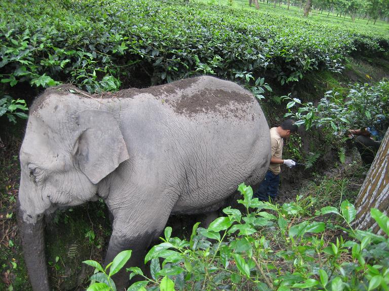 Rescued Wild elephant of Udalguri in trouble