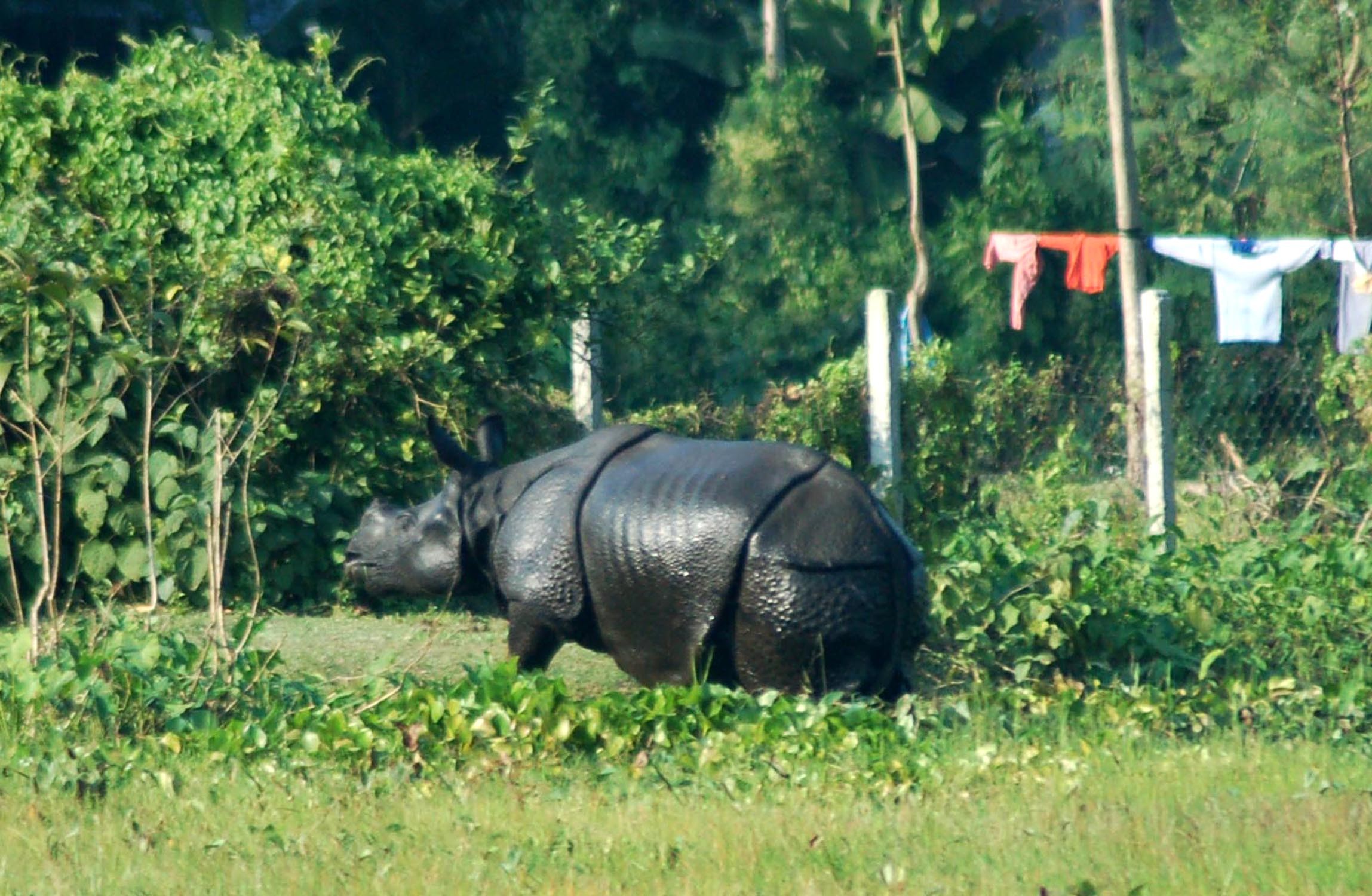 Attempt to tranquilize stray rhino failed