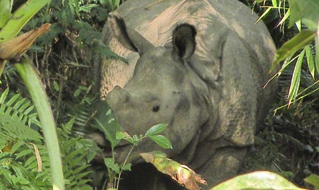 Nature lovers rejoice at the safe return of the stray rhino to Orang NP