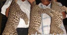 Three leopard cubs killed in Jorhat