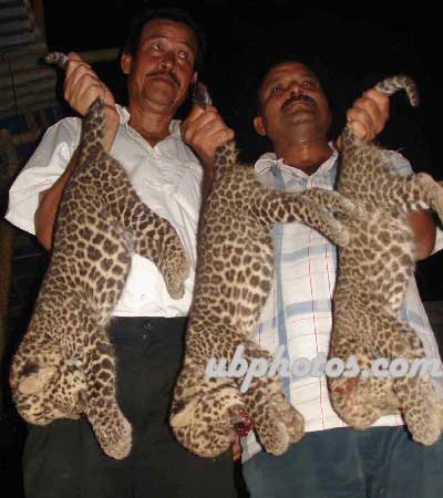 Three leopard cubs killed in Jorhat