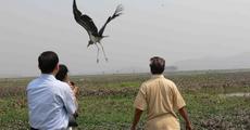Greater adjutant treated