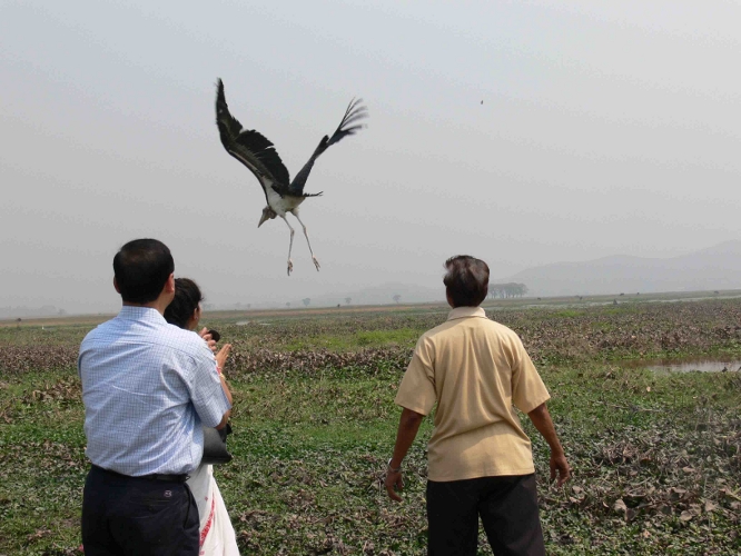Greater adjutant treated