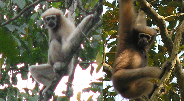 Survey discovers Eastern Hoolock gibbon in Assam