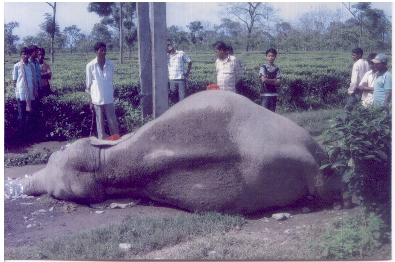 Death of wild elephant in Bhutiachang TE condoled