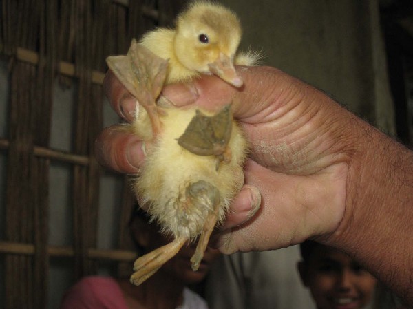 Four-leged chick born in Sivasagar