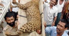 Leopard killed by Villagers in Guwahati