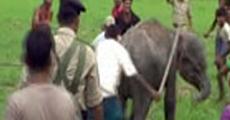 Baby Elephant beaten unto death  in Morigaon