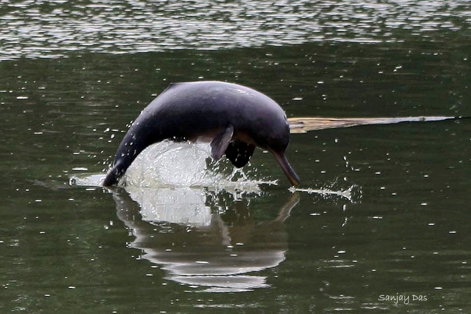 Fascinating photograph of Gangetic River Dolphin