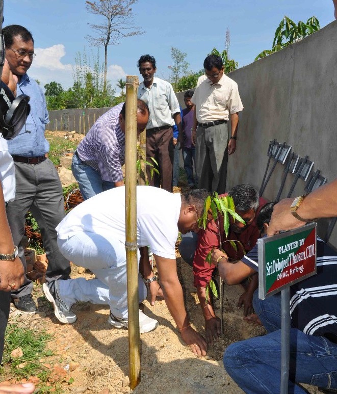 CEM plants saplings